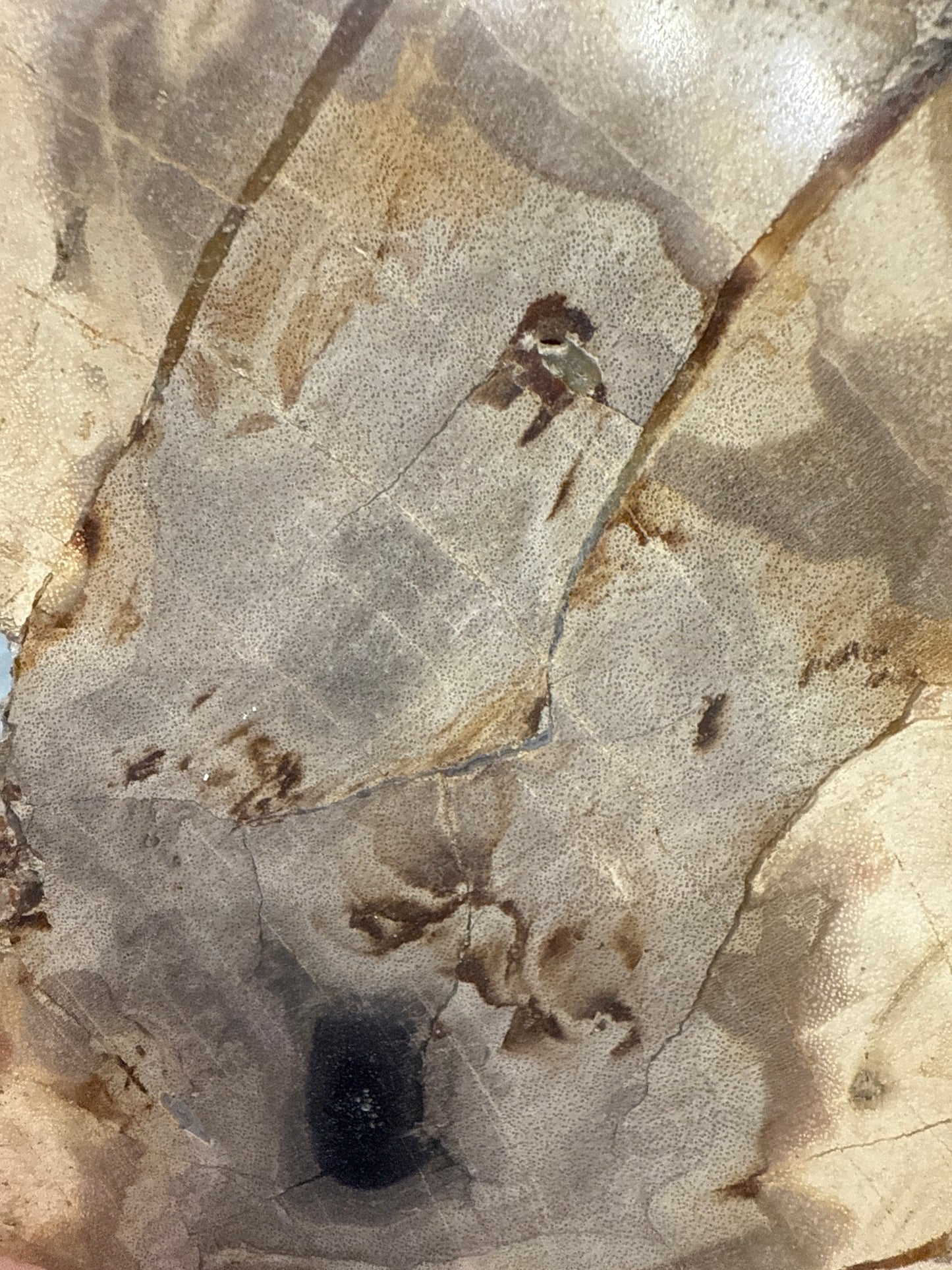 Med - Petrified Wood Slab