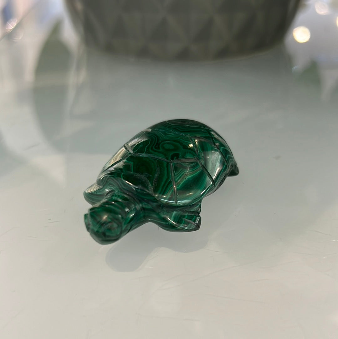 Malachite Turtle