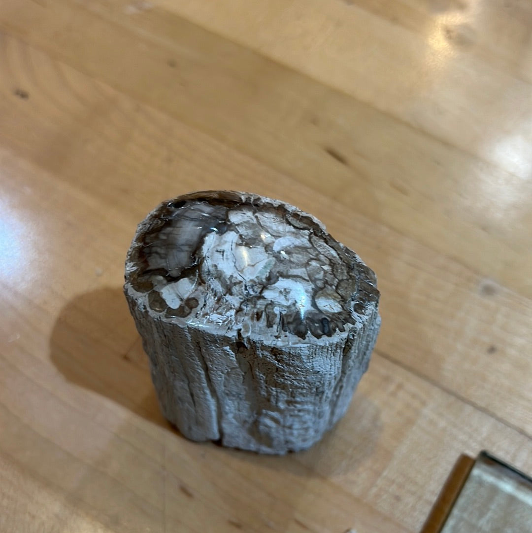 Top Polished Petrified Wood