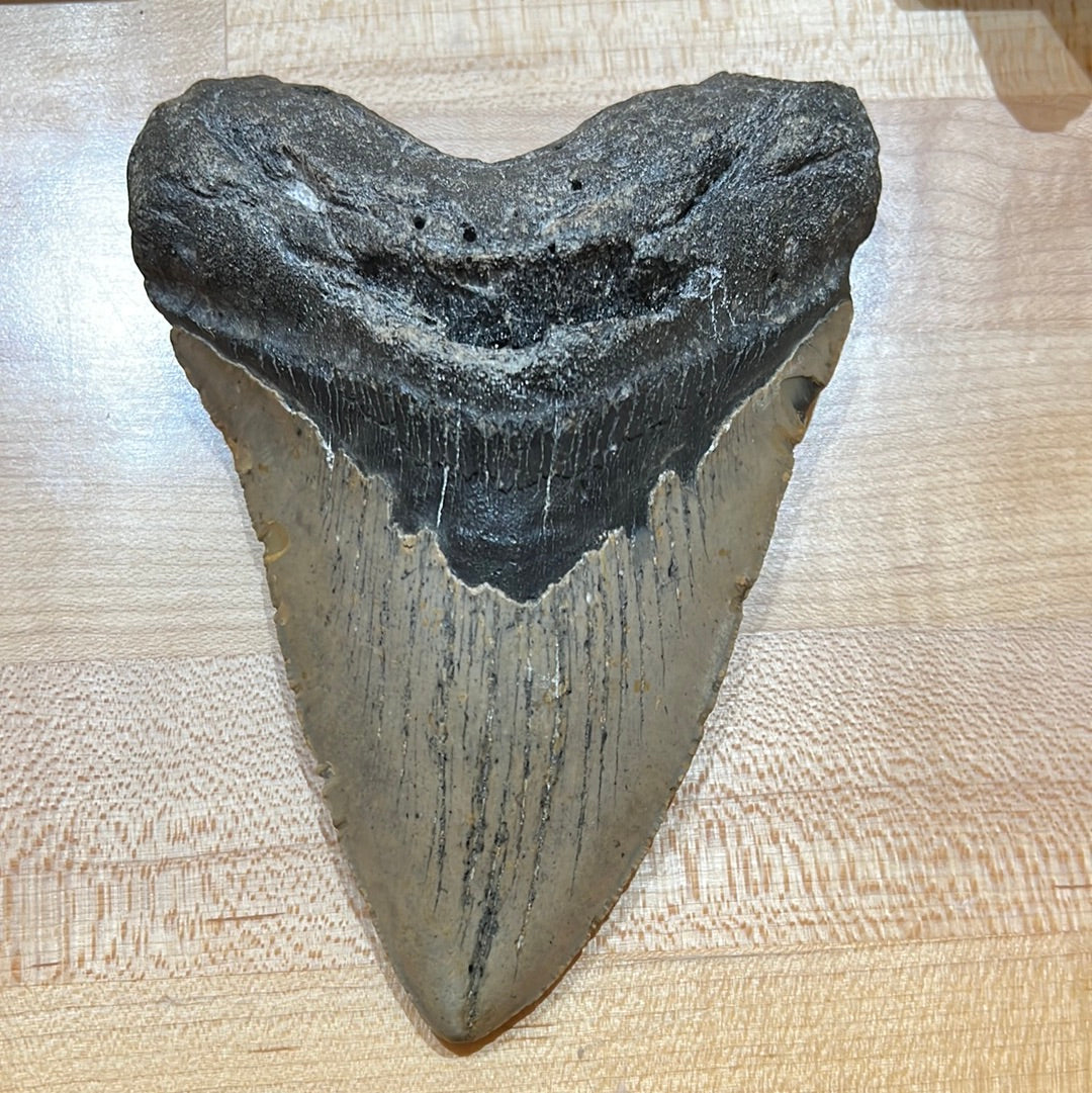 Megalodon Tooth