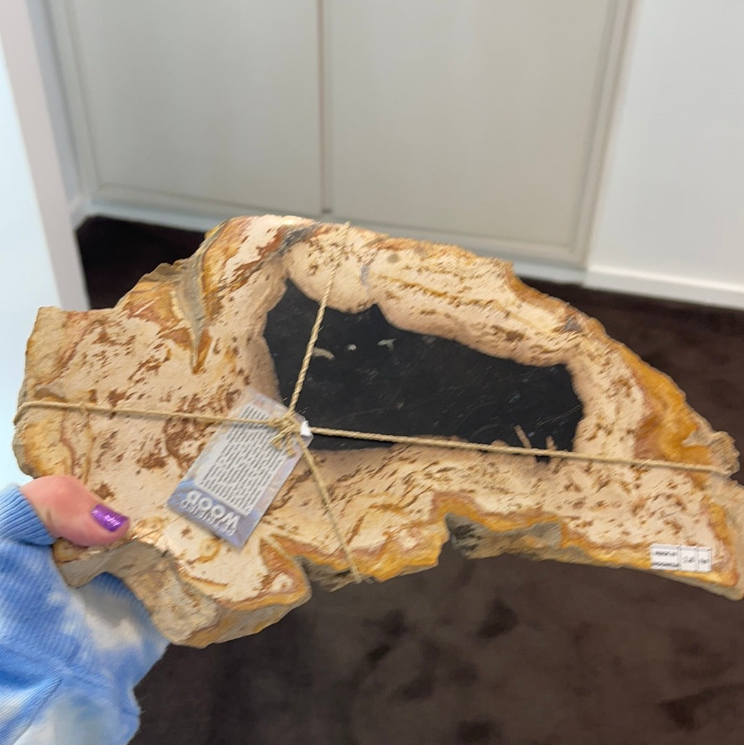 Petrified Wood Slab
