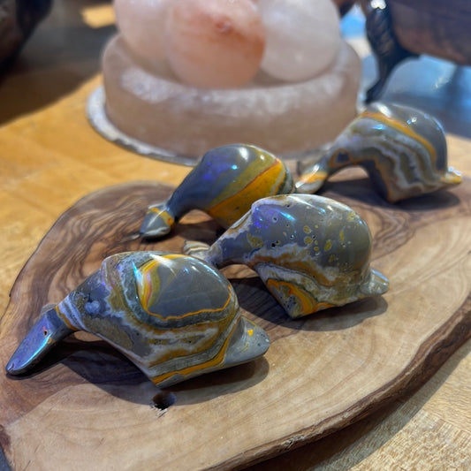 Bumblebee Jasper Dolphin