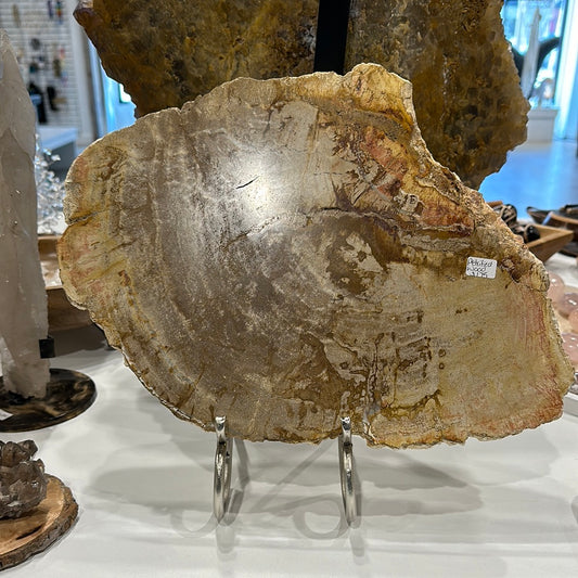 Large Petrified Wood Slab