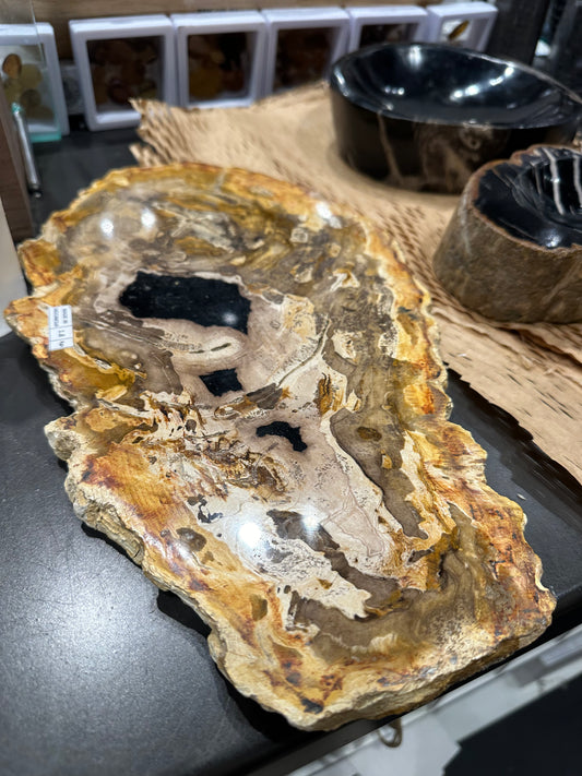 Large Petrified Wood Slab