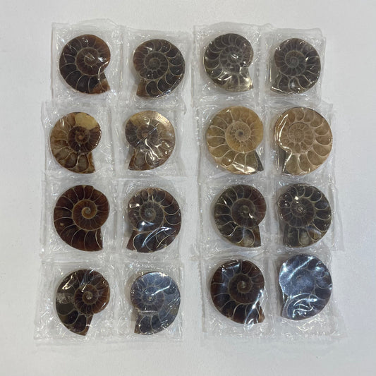 Ammonite set