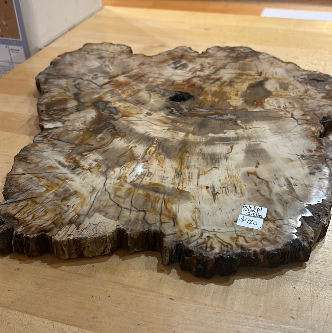 Large Petrified Wood Slab