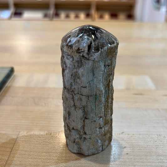 Top Polished Petrified Wood