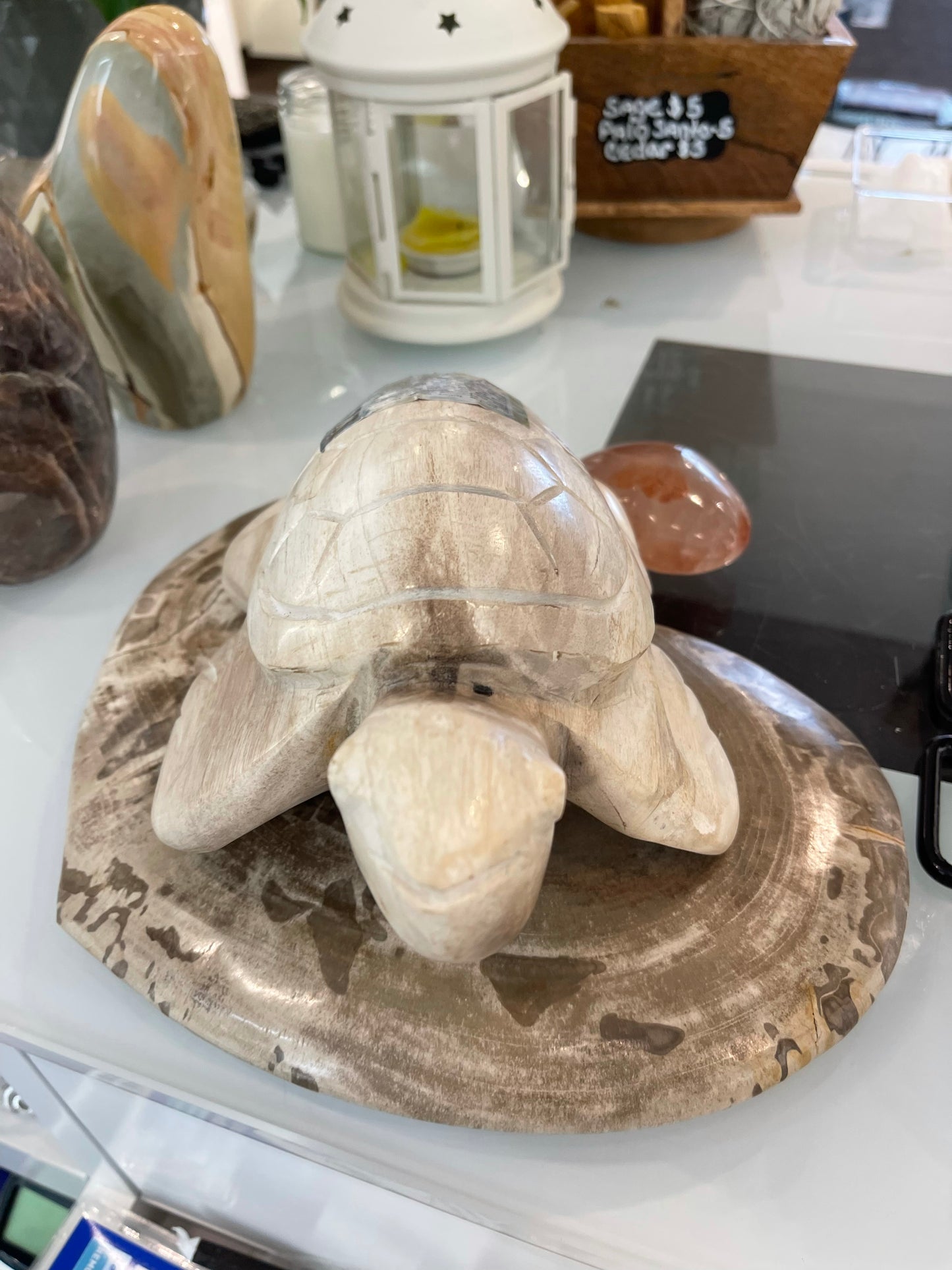 Petrified Wood Turtle