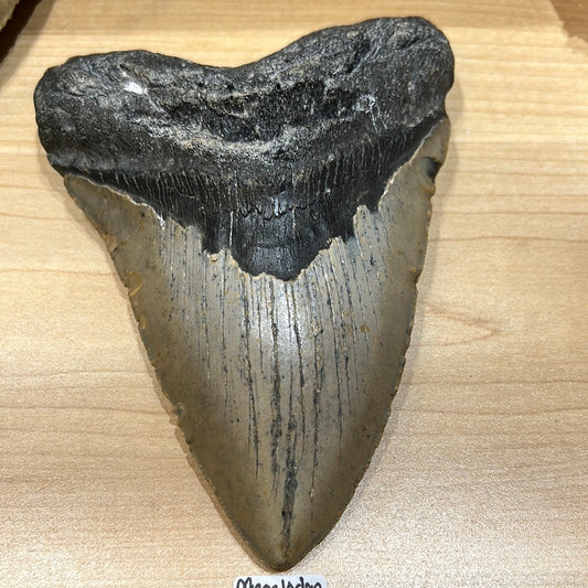 Megalodon Tooth