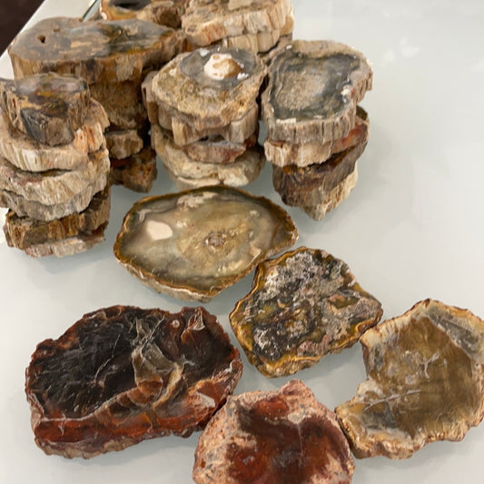Petrified Wood Slice