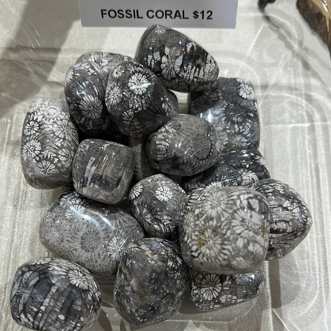 Fossil Coral Tumble