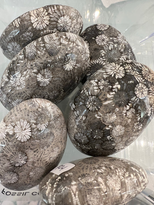 Fossil Coral Palmstone