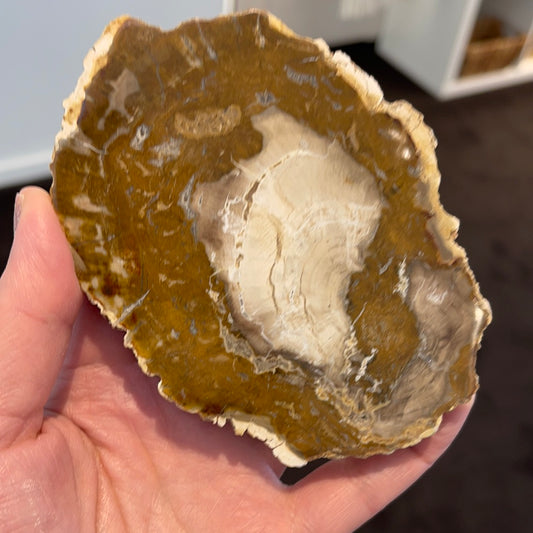 Petrified Wood Slab