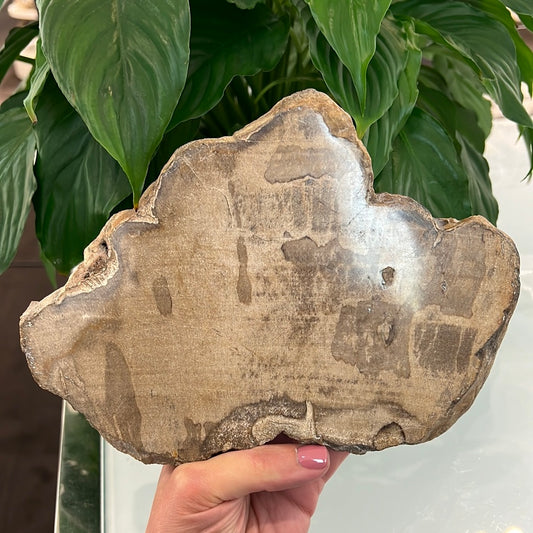Petrified Wood Slab