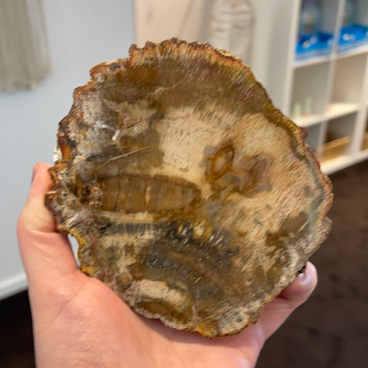 Petrified Wood Slab 1