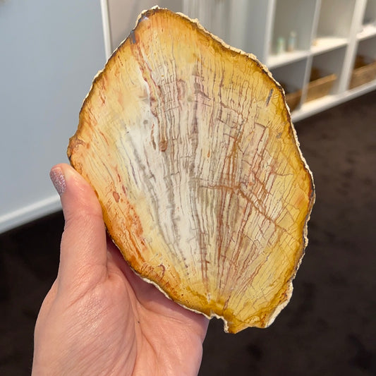Petrified Wood Slab 2