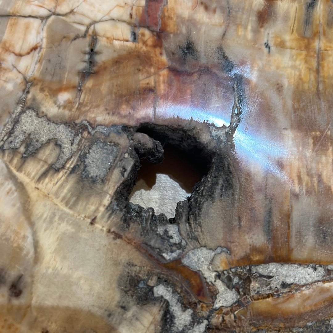 Large Petrified Wood Slab
